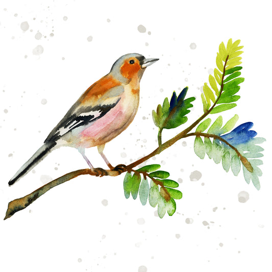 Set of 6 garden bird greetings cards