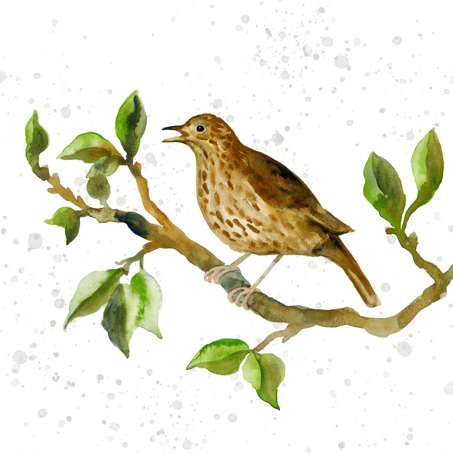 Set of 6 garden bird greetings cards